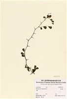 藏品(墨水樹)的圖片